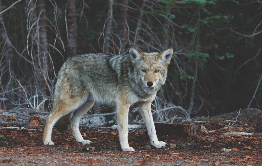 Wild Protect
